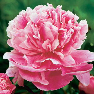 Peony 'Dr. Alexander Fleming'