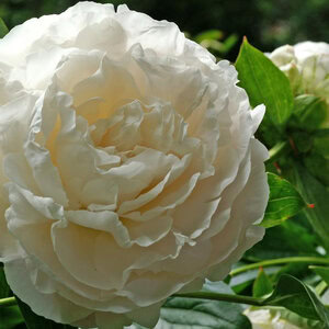 Peony 'Shirley Temple'