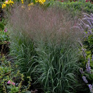 Grass Switch Prairie Winds® 'Apache Rose' Proven Winner™