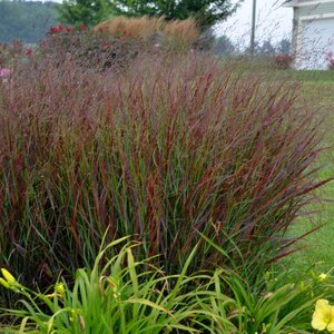 Grass Switch Prairie Winds® 'Cheyenne Sky' Proven Winner™