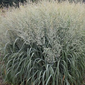 Grass Switch Prairie Winds® 'Niagara Falls' Proven Winner™