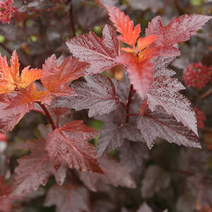 Ninebark 'Ginger Wine'™ Proven Winner™