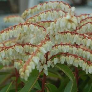 Pieris japonica 'Brouwer's Beauty'