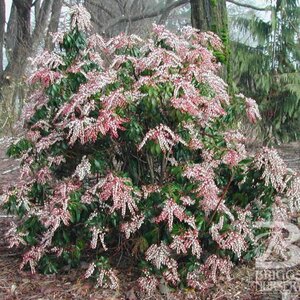 Pieris japonica 'Dorothy Wycoff'