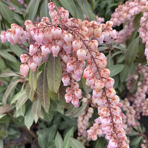 Pieris japonica 'Katsura'