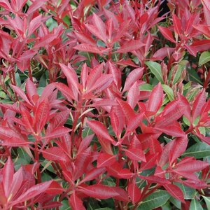 Pieris 'Mountain Fire'