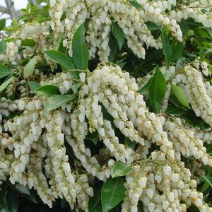 Pieris japonica 'Red Mill'
