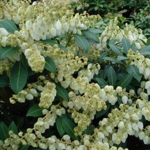 Pieris dwarf japonica 'Cavatine'