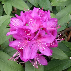 Rhododendron 'Anah Kruschke'
