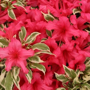 Azalea  'Bollywood'™ Proven Winner™