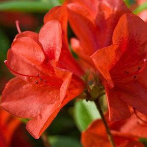 Azalea 'Girard Hot Shot'