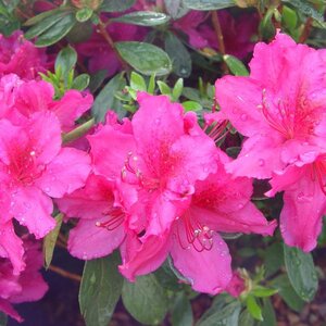 Azalea 'Girard's Crimson'