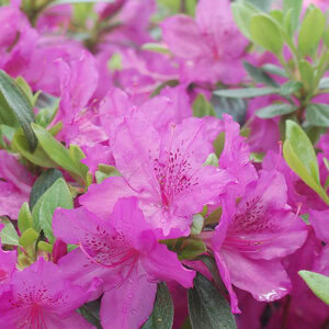 Azalea 'Purple Splendor'