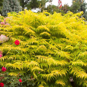 Sumac 'Tiger Eyes'® First Editions®