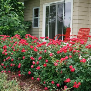 Rose OSO Easy® 'Double Red' Proven Winner™