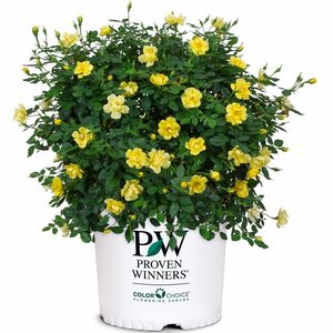 Rose OSO Easy® 'Lemon Zest' Proven Winner™