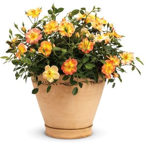 Rose OSO Easy® 'Paprika' Proven Winner™