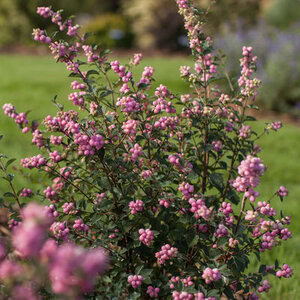 Coralberry First Editions® Candy™
