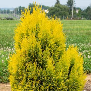 Arborvitae 'Forever Goldy'™