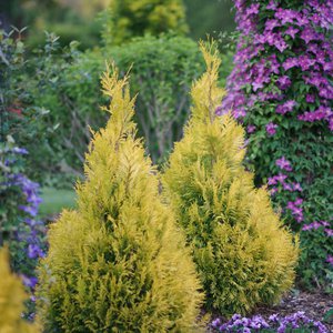 Arborvitae  'Fluffy'® Proven Winner™