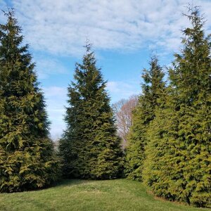 Arborvitae 'Green Giant'