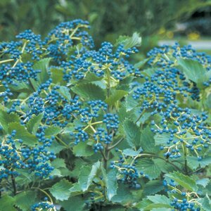 Viburnum  'Blue Muffin'® Proven Winner™