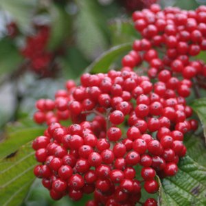 Viburnum 'Cardinal Candy'® Proven Winner™