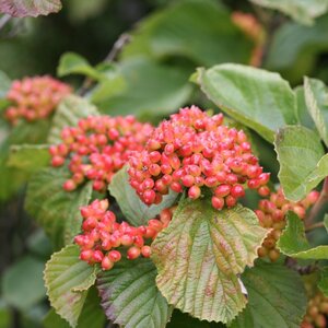 Viburnum 'Tandoori Orange'® Proven Winner™