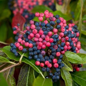 Viburnum 'Brandywine'® Proven Winner™