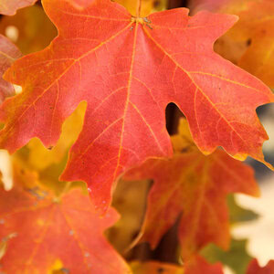 Maple Dwarf Sugar 'Rocky Mountain Glow'®