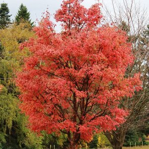 Maple Paperbark 'Fireburst®