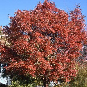 Maple Paperbark