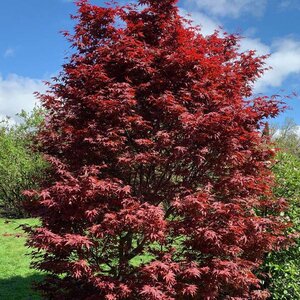 Maple Upright Japanese 'Emperor I'®