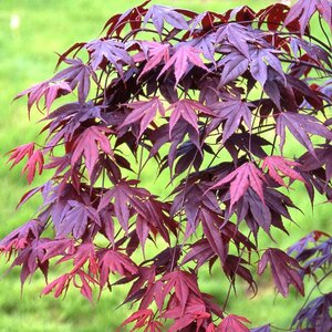 Maple Upright Japanese 'Bloodgood'