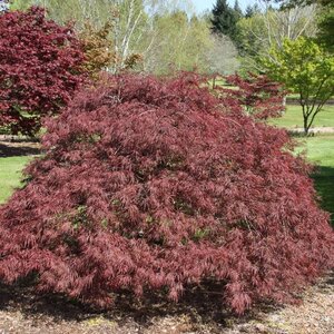 Maple Weeping Japanese 'Crimson Queen'