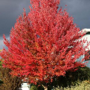 Maple Red 'Redpointe'®