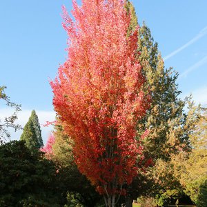 Maple Red 'Red Rocket'