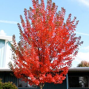 Maple Red 'Sun Valley'