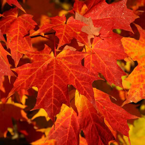 Maple Sugar 'Autumn Fest'®