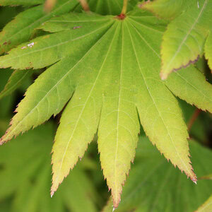 Maple Upright Japanese 'Moonrise® Full Moon'
