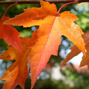 Maple Red 'Sienna Glen'®