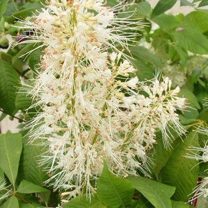 Buckeye Bottlebrush