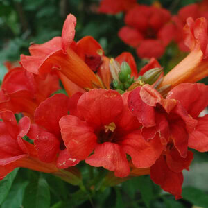 Trumpet Vine 'Flamenco'
