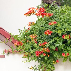 Trumpet Vine 'Madame Galen'