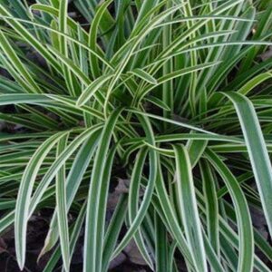 Grass Sedge 'Ice Dance'