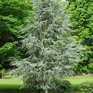 Blue Atlas Cedar