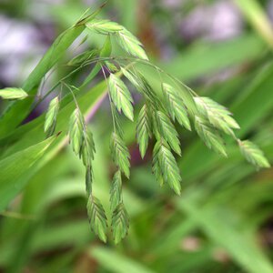 Grass Northern Sea Oats