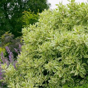 Twig Dogwood 'Ivory Halo'
