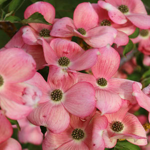 Dogwood 'Stellar Pink'®