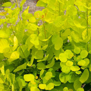 Smoke Bush 'Golden Spirit'